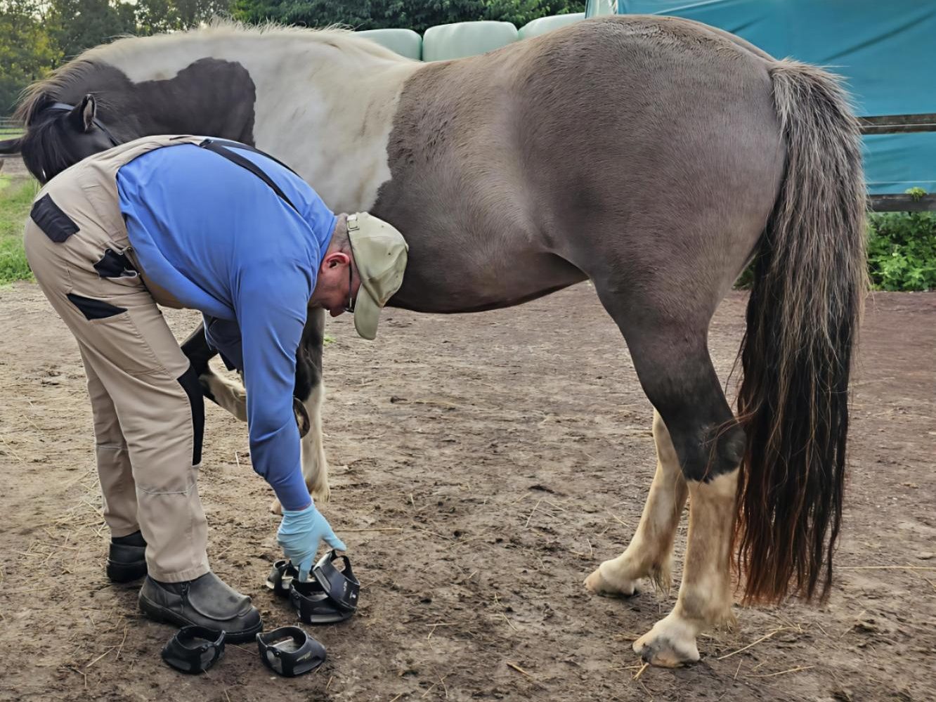 Hufschuhberatung Hufschuhanprobe bei einem gescheckten Pferd auf einem Paddock.