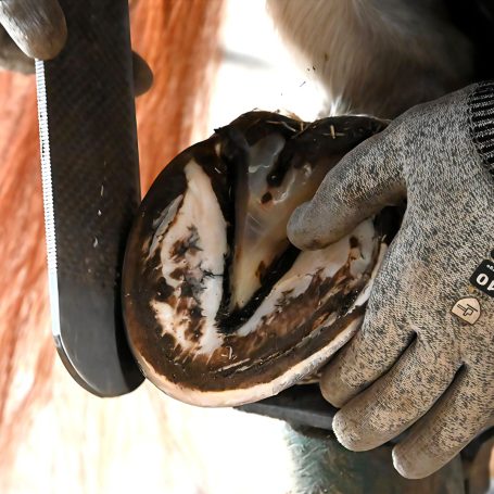 Hufpflege (Pferd) Hufpflege Pferdehuf mit Raspel