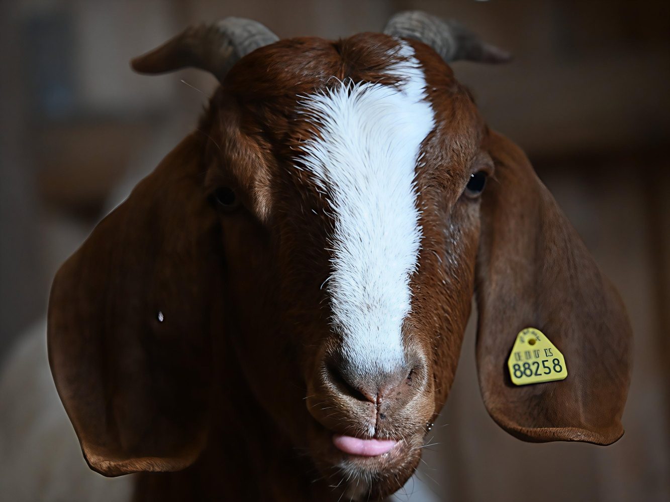 Klauenpflege für Schafe & Ziegen Braune Ziege mit weißen Flecken und gelbem Ohrmarker, schaut direkt in die Kamera.