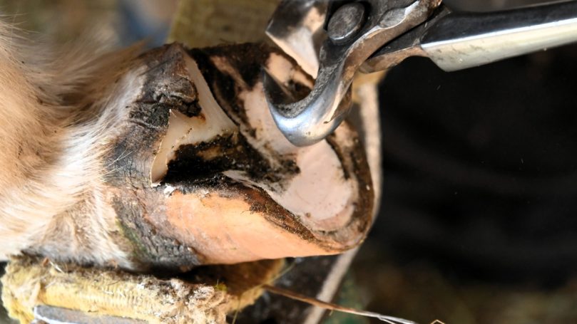 Hufpflege (Esel) Hufpflege eines Eselhufs