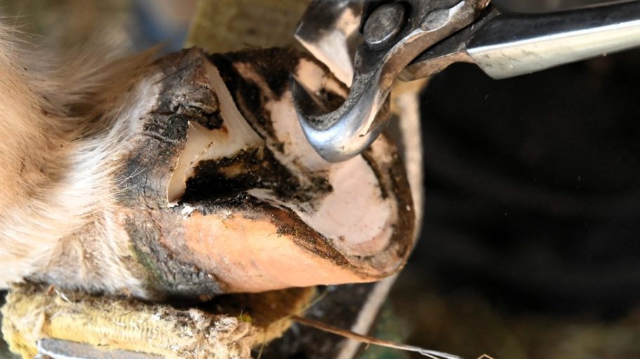 Hufpflege (Esel) Hufpflege eines Eselhufs