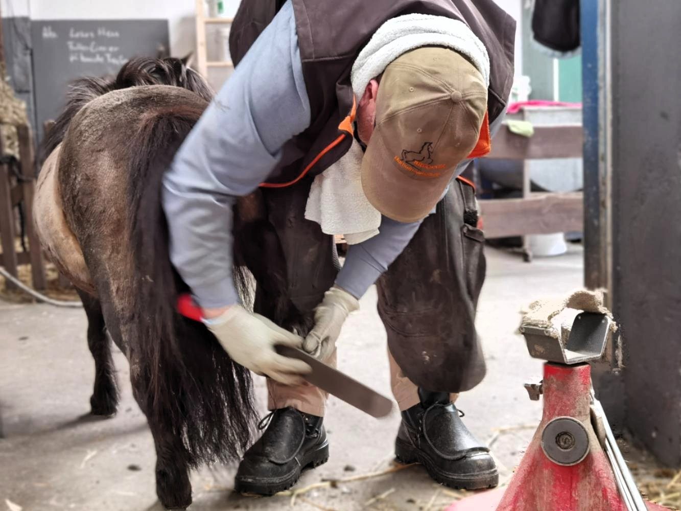 Hufpflege für Pferde & Ponys Hufpfleger raspelt den Huf eines Minishettys in einem Stall.